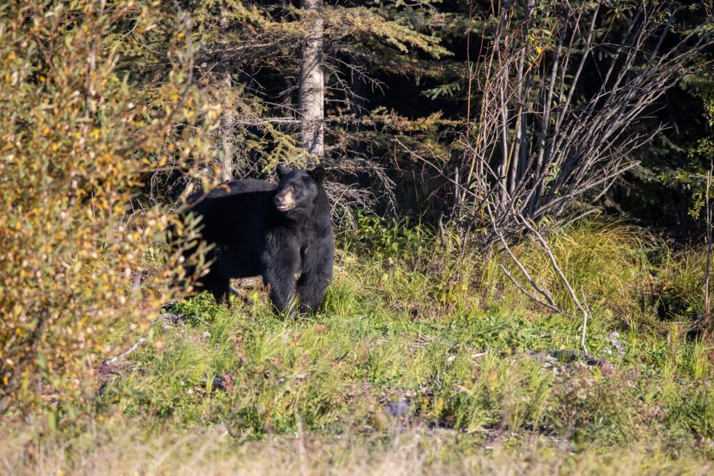 Kakwa Field_Bears (2)